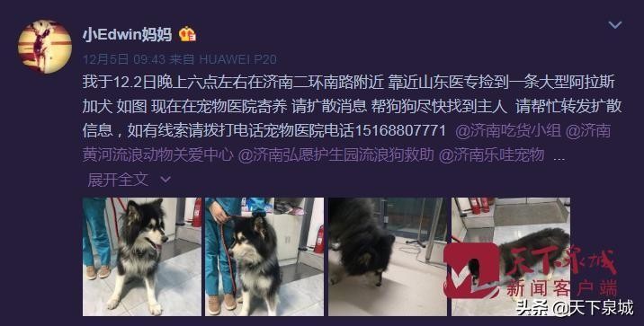 谁家狗子求快领走！捡到狗的济南女网友：一天一箱火腿肠