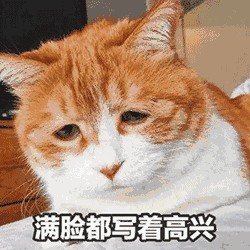 猫主子贼凶，想好好吸口猫怎么这么难！