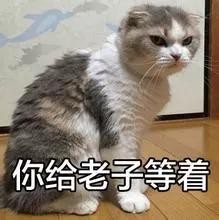 猫主子贼凶想好好吸口猫怎么这么难！