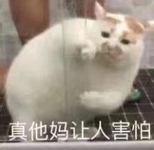 猫主子贼凶想好好吸口猫怎么这么难！