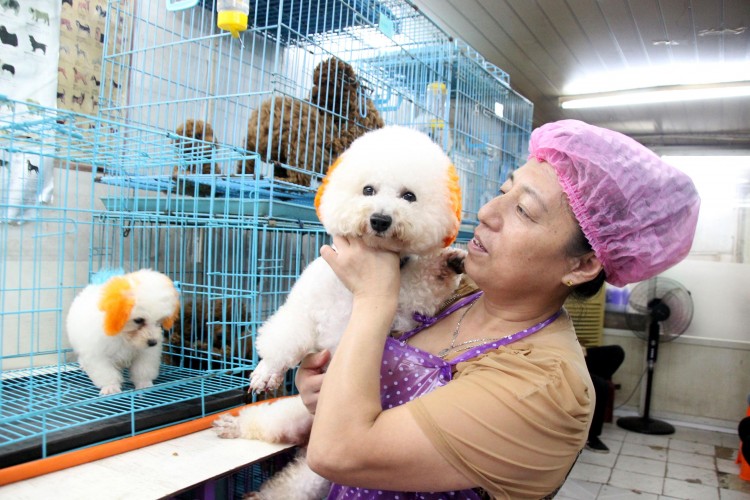 宠物寄养前需确认好这三点细节，避免爱犬受到伤害！