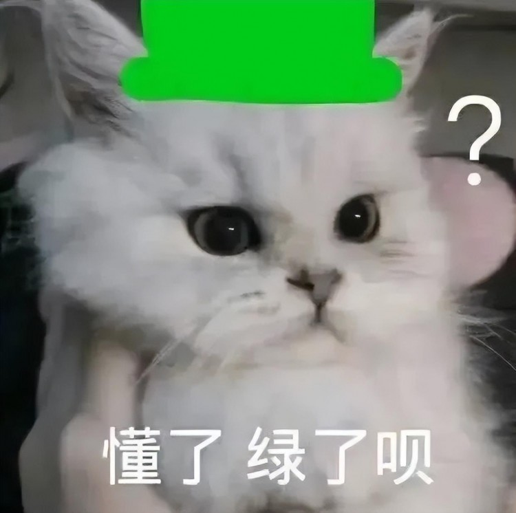 丢了12年的猫和主人重逢，却被拒之门外：对不起，我有了新猫！