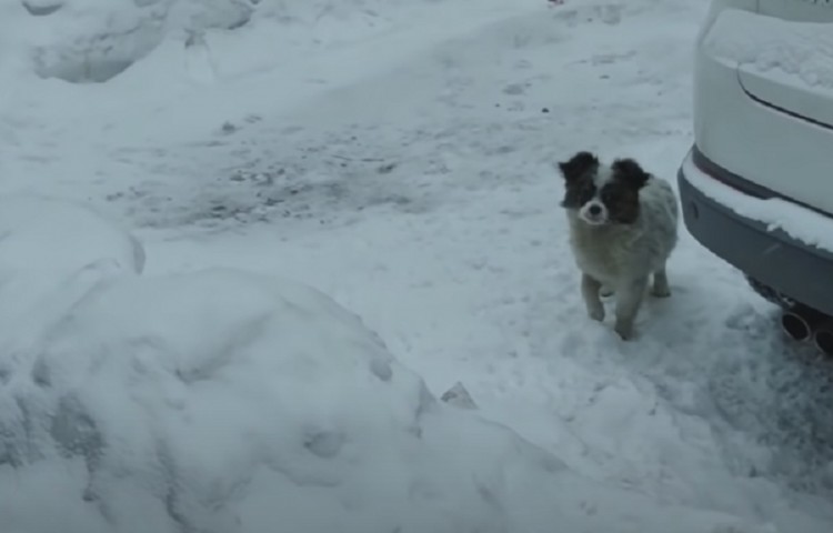 黑龙江：冰天雪地流浪狗独自在雪地中等待狗狗：主人你在哪