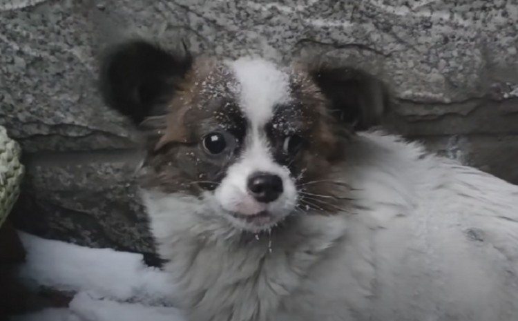 黑龙江：冰天雪地流浪狗独自在雪地中等待狗狗：主人你在哪