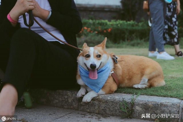 文明养宠：论遛狗牵绳子的重要性铲屎官们给狗狗选一条狗绳吧