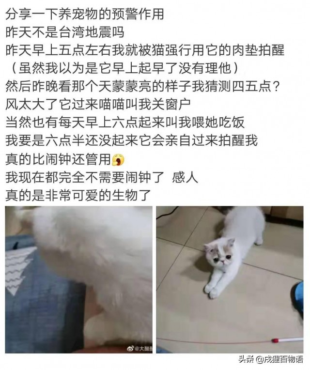 地震期间，家中宠物有没有提醒你逃命？非常惊险