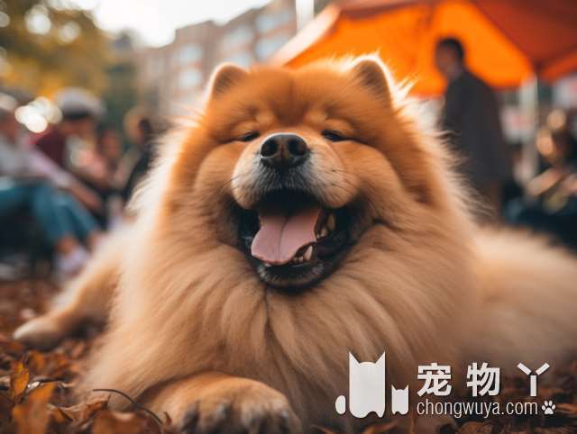 牧羊犬为什么不建议养？