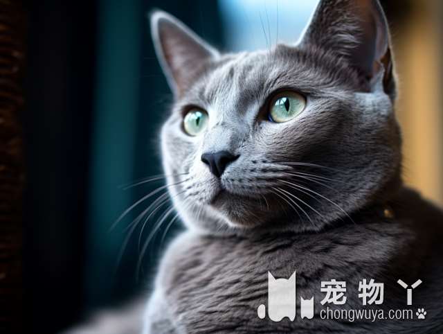 能否饲养狸花猫？