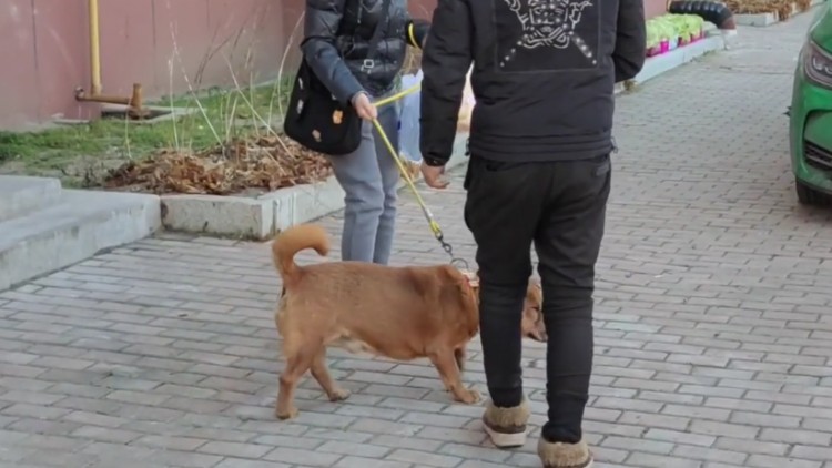 黑龙江：10多岁失明狗狗遭主人遗弃，获得救助时，眼中充满渴望
